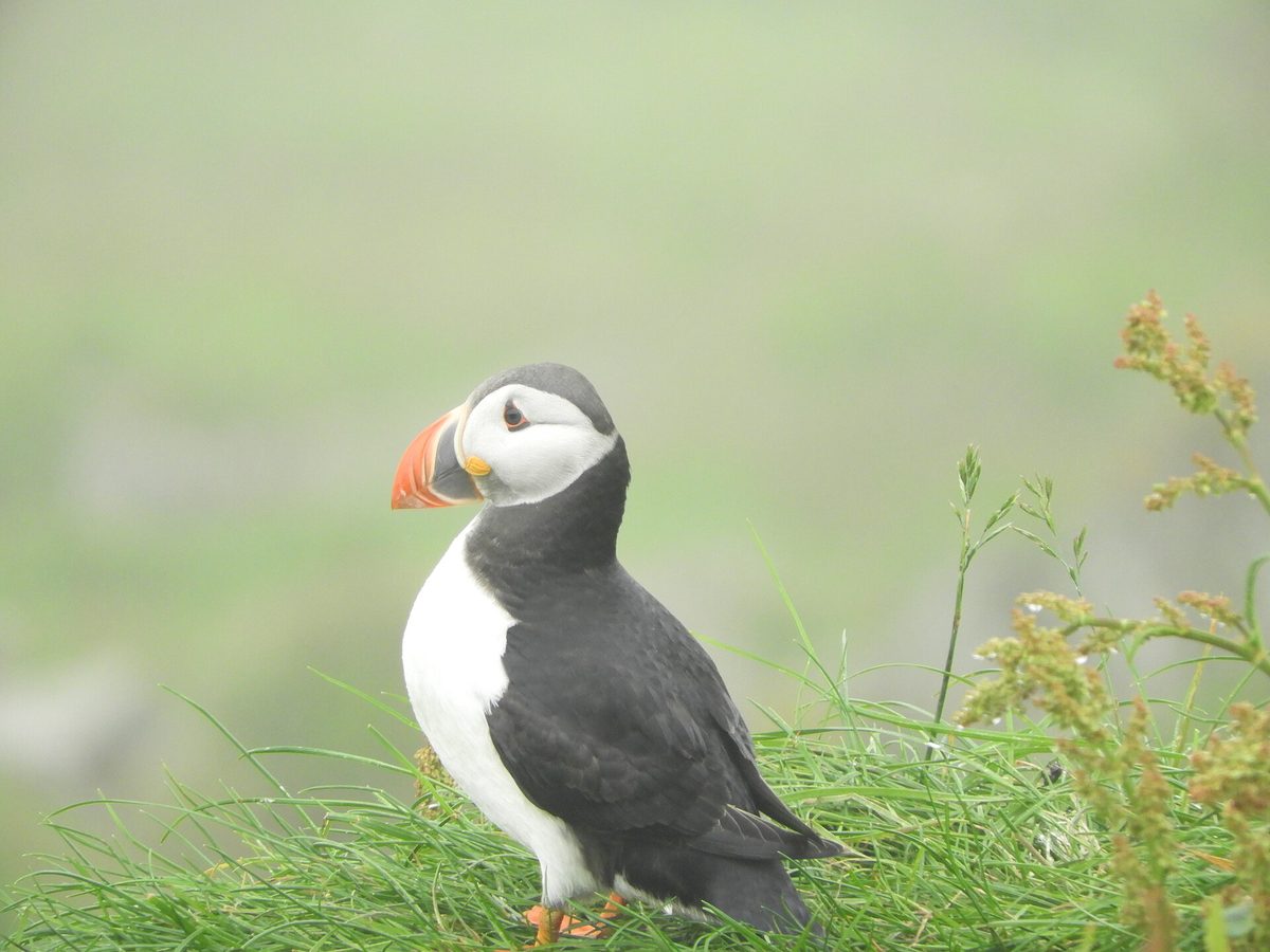 Macareux moine posé sur les falaises de Mykines, Îles Féroé